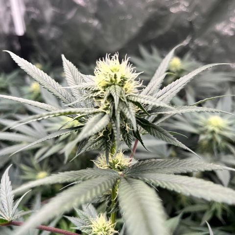 RBRD #3 growlog timeline photo