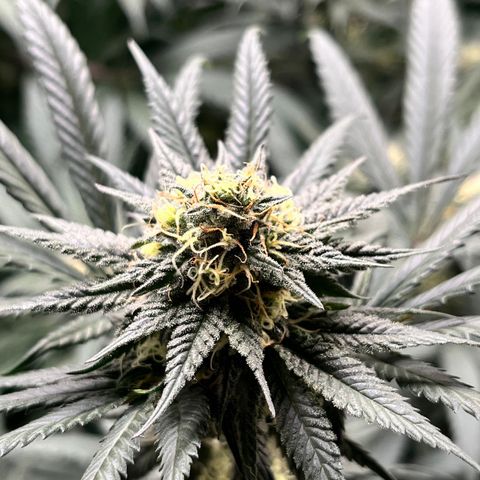 RBRD #3 growlog timeline photo