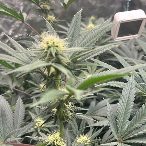 RBRD #3 growlog timeline photo