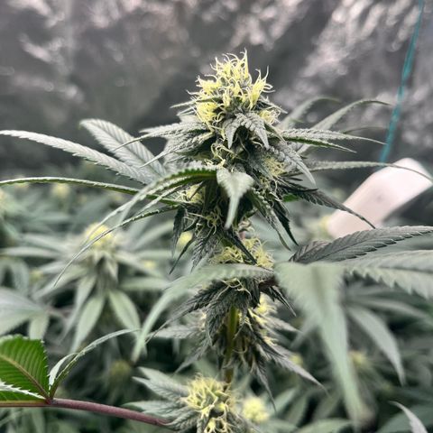 RBRD #3 growlog timeline photo