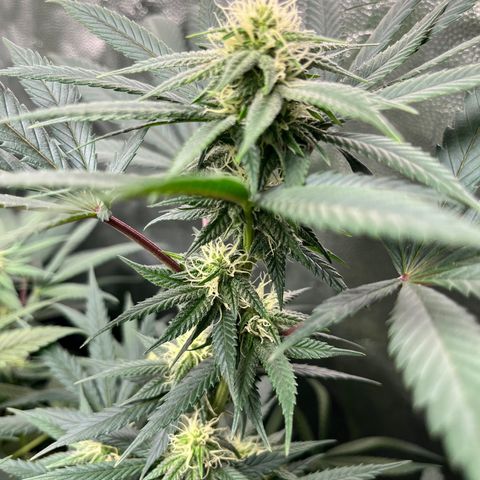 RBRD #3 growlog timeline photo