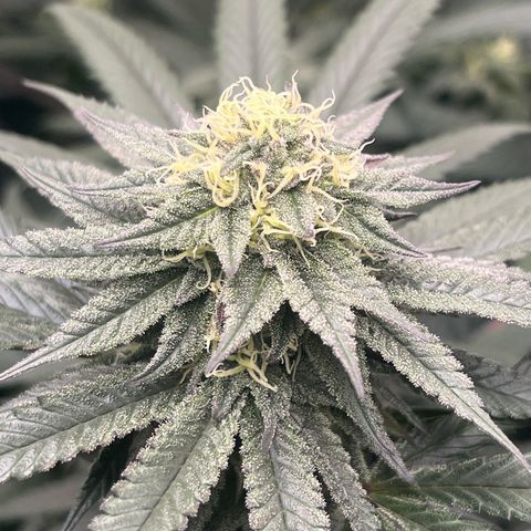 RBRD #3 growlog timeline photo