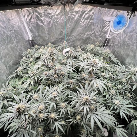 RBRD #3 growlog timeline photo