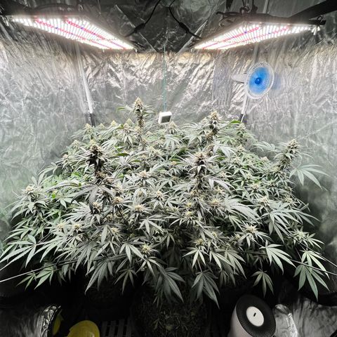 RBRD #3 growlog timeline photo