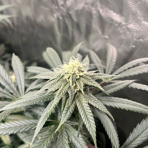 RBRD #3 growlog timeline photo