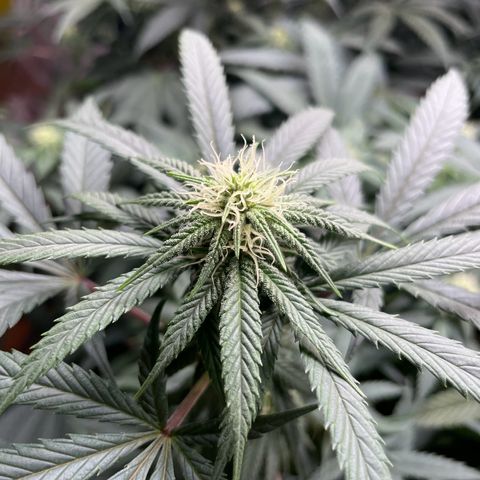 RBRD #3 growlog timeline photo
