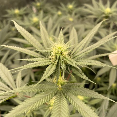 RBRD #3 growlog timeline photo