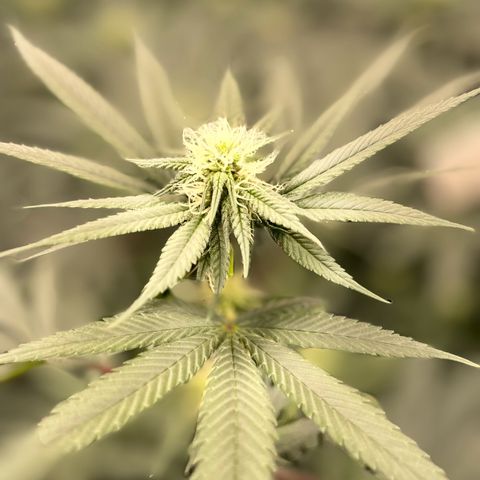 RBRD #3 growlog timeline photo
