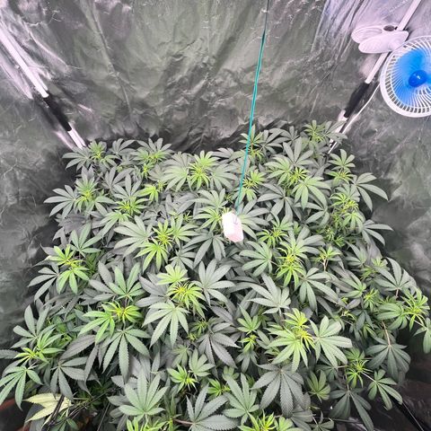 RBRD #3 growlog timeline photo