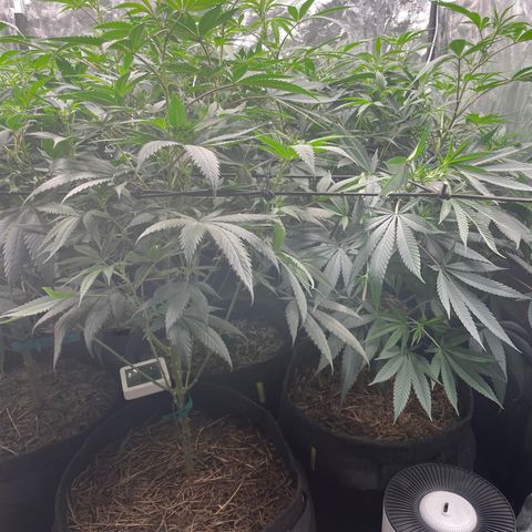 RBRD #3 growlog timeline photo