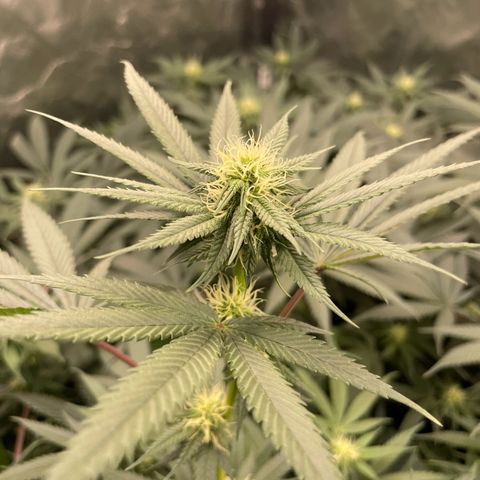 RBRD #3 growlog timeline photo