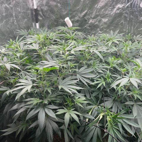 RBRD #3 growlog timeline photo