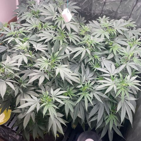 RBRD #3 growlog timeline photo