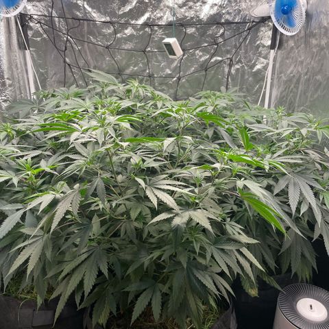 RBRD #3 growlog timeline photo