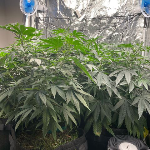 RBRD #3 growlog timeline photo