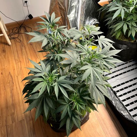 RBRD #3 growlog timeline photo