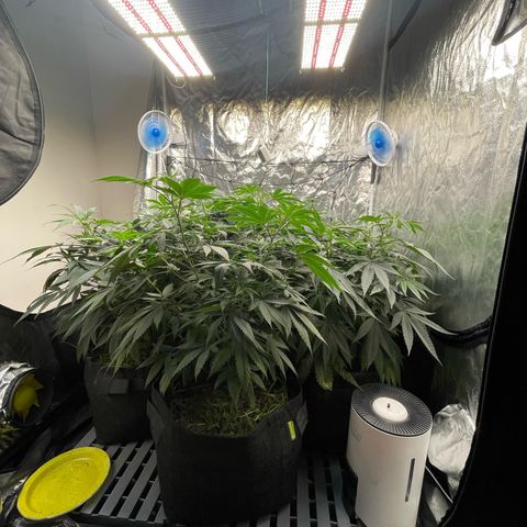 RBRD #3 growlog timeline photo