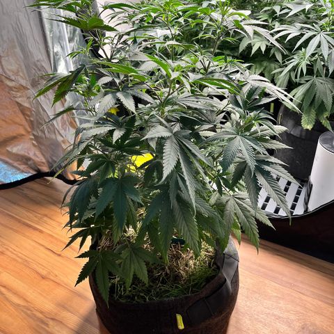 RBRD #3 growlog timeline photo