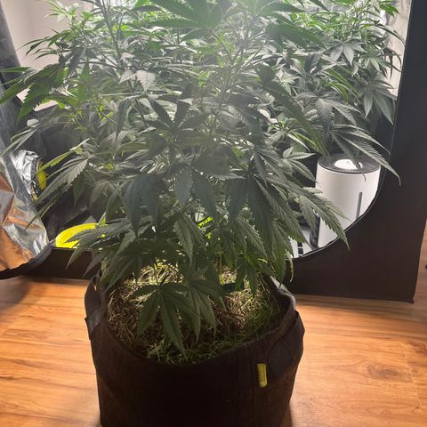 RBRD #3 growlog timeline photo