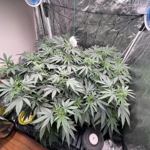 RBRD #3 growlog timeline photo