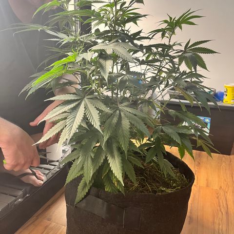 RBRD #3 growlog timeline photo