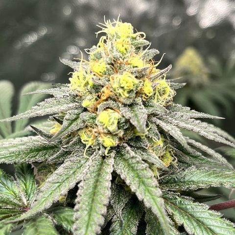 RBRD #3 growlog timeline photo