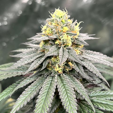 RBRD #3 growlog timeline photo