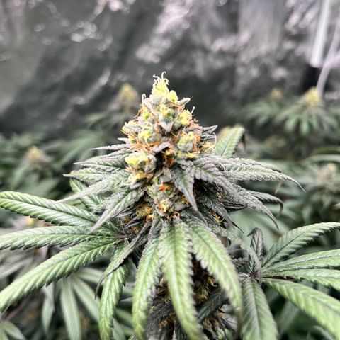RBRD #3 growlog timeline photo