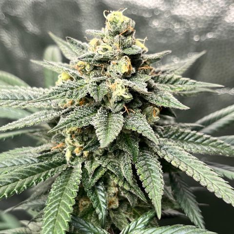 RBRD #3 growlog timeline photo