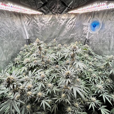 RBRD #3 growlog timeline photo