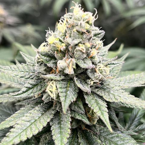 RBRD #3 growlog timeline photo