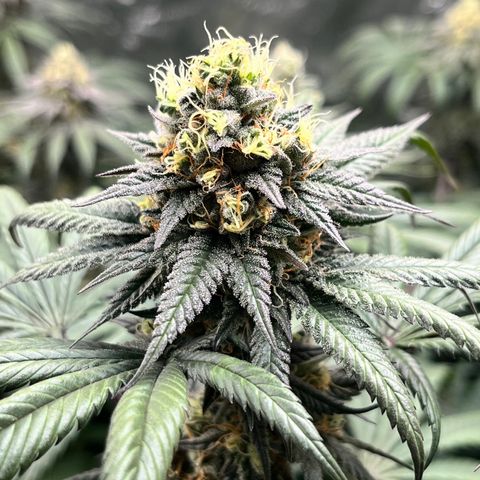 RBRD #3 growlog timeline photo