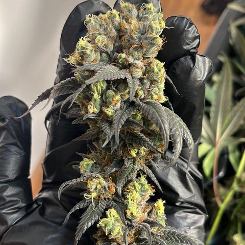 RBRD #3 growlog timeline photo