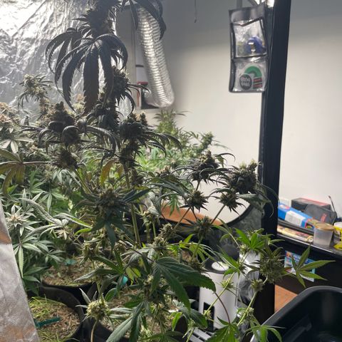 RBRD #3 growlog timeline photo
