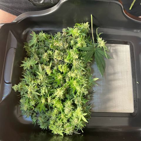 RBRD #3 growlog timeline photo