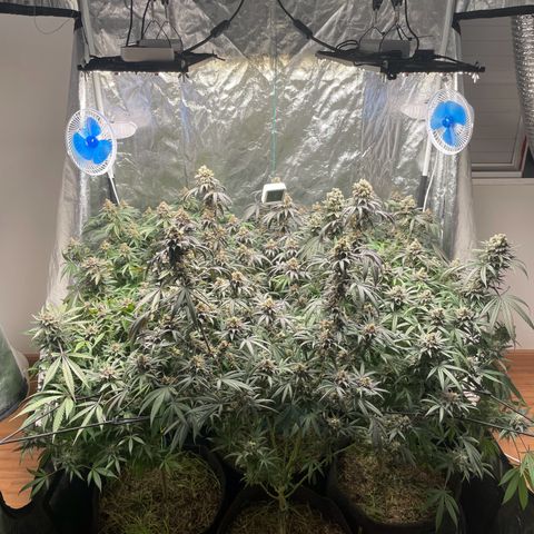 RBRD #3 growlog timeline photo
