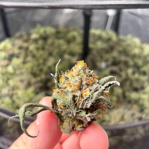 RBRD #3 growlog photo: Secagem 
19,8C 63% 