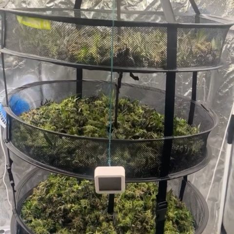 RBRD #3 growlog timeline photo