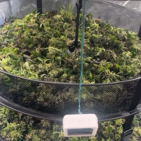 RBRD #3 growlog timeline photo