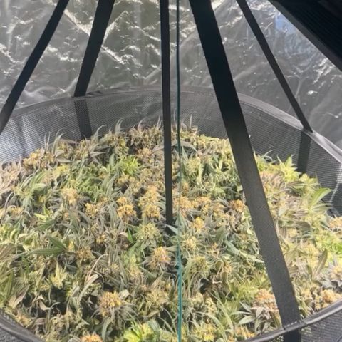 RBRD #3 growlog timeline photo