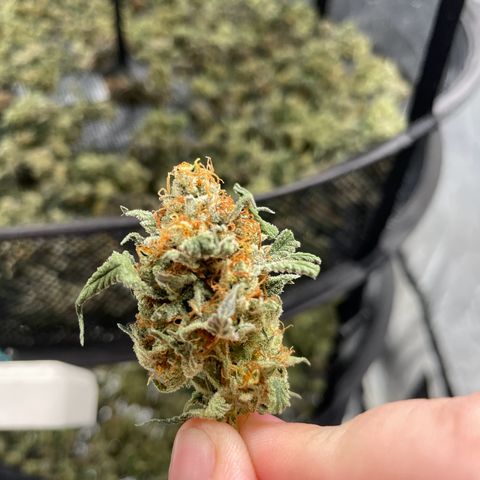 RBRD #3 growlog photo: 20,6C 56%