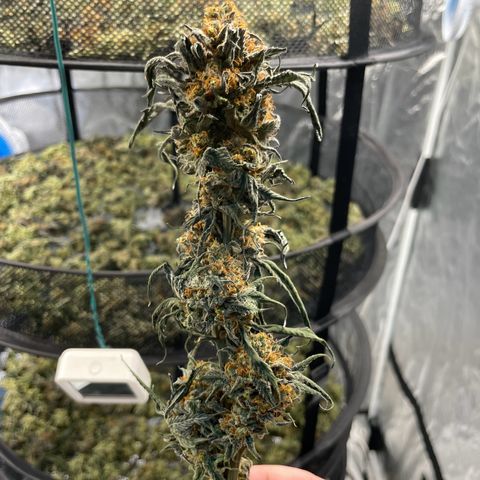 RBRD #3 growlog photo: 20,6C 56%