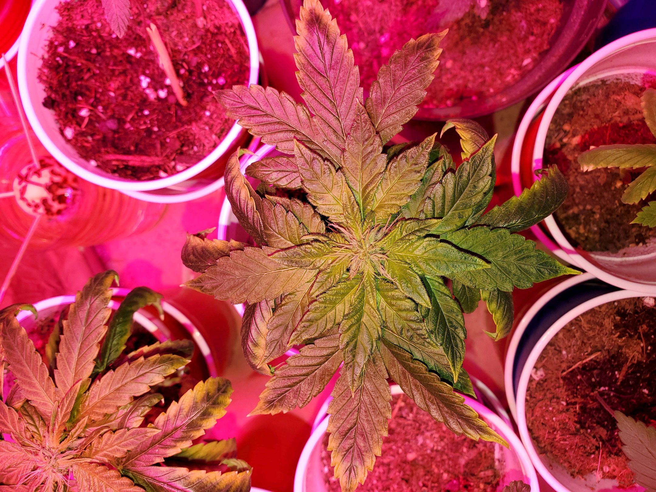 Unknown strain growlog header