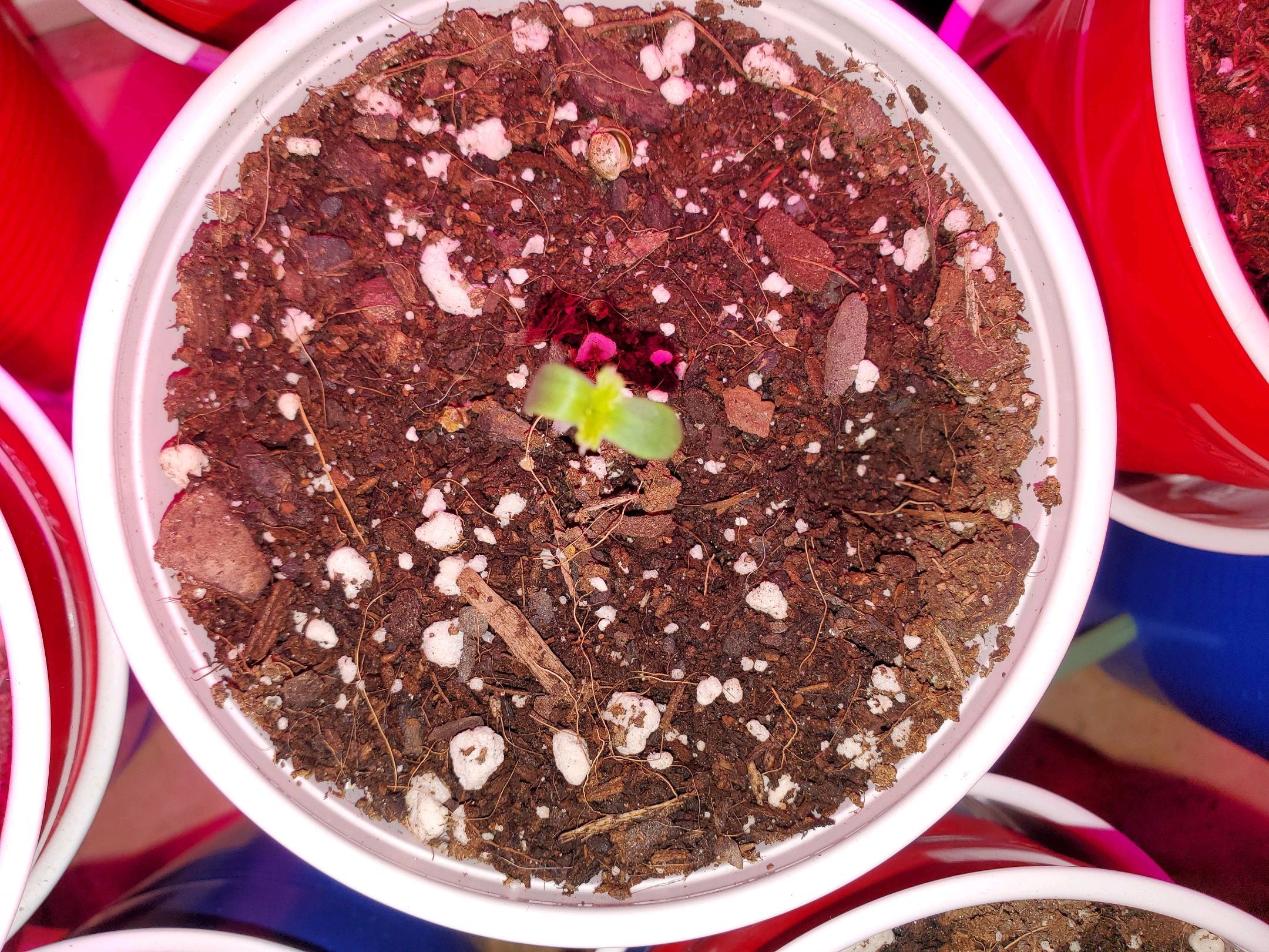Blueberry Auto growlog header