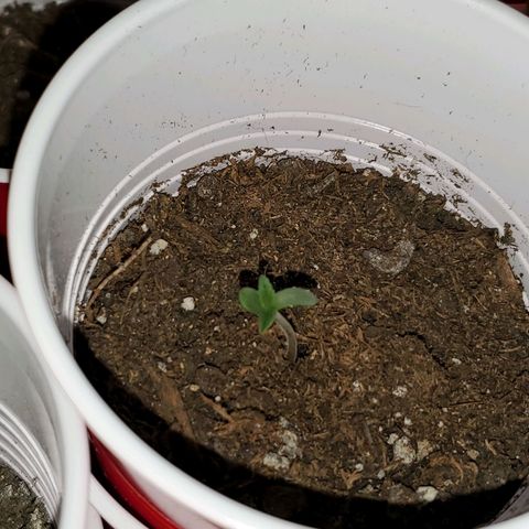 Unknown strain growlog photo
