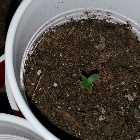 Unknown strain growlog photo