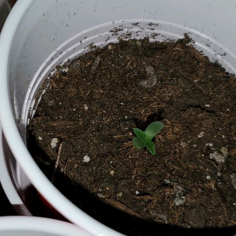 Unknown strain growlog photo: So far so good.  8:30 pm 1 and a half inches.  Seems to be straight right now.  Hoping for the best tomorrow morning.  Had a bit of a lean/bent.  But good right now since I placed in middle of garden/light.