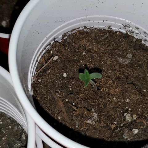 Unknown strain growlog photo: So far so good.  8:30 pm 1 and a half inches.  Seems to be straight right now.  Hoping for the best tomorrow morning.  Had a bit of a lean/bent.  But good right now since I placed in middle of garden/light.