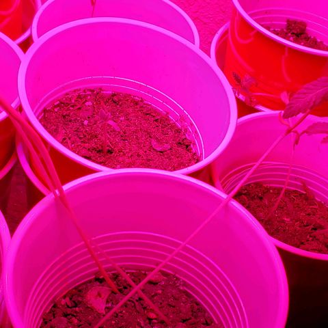 Unknown strain growlog photo: So far so good.  8:30 pm 1 and a half inches.  Seems to be straight right now.  Hoping for the best tomorrow morning.  Had a bit of a lean/bent.  But good right now since I placed in middle of garden/light.