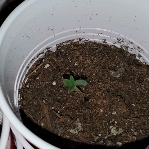 Unknown strain growlog photo: So far so good.  8:30 pm 1 and a half inches.  Seems to be straight right now.  Hoping for the best tomorrow morning.  Had a bit of a lean/bent.  But good right now since I placed in middle of garden/light.